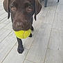Amy participe au concours pour gagner de l'argent avec cette photo : adorable, animal, brown, canine, chocolate_labrador, close_up, curious, dog, domestic_animal, floor_tiles, furniture, looking_up, outdoor, patio, pet, pet_toy, playful, puppy, tennis_ball, young_dog