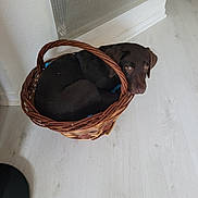 Amy participe au concours pour gagner de l'argent avec cette photo : animal, basket, brown_dog, canine, corner, cozy, curled_up, cute, dog, domestic, floor, household, indoor, looking_up, pet, puppy, quiet, resting, wicker, wooden_floor