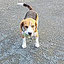 Nalla participe au concours pour gagner de l'argent avec cette photo : dog, beagle, animal, pet, outdoor, gravel, leaf, green, canine, standing, tail, mouth, fur, ears, white, brown, black, playful, curious, nature