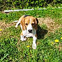 Nalla participe au concours pour gagner de l'argent avec cette photo : dog, beagle, grass, dandelion, flower, outdoor, sunlight, pet, animal, nature, greenery, leaf, plant, canine, mammal, summer, relaxing, garden, fur, daylight