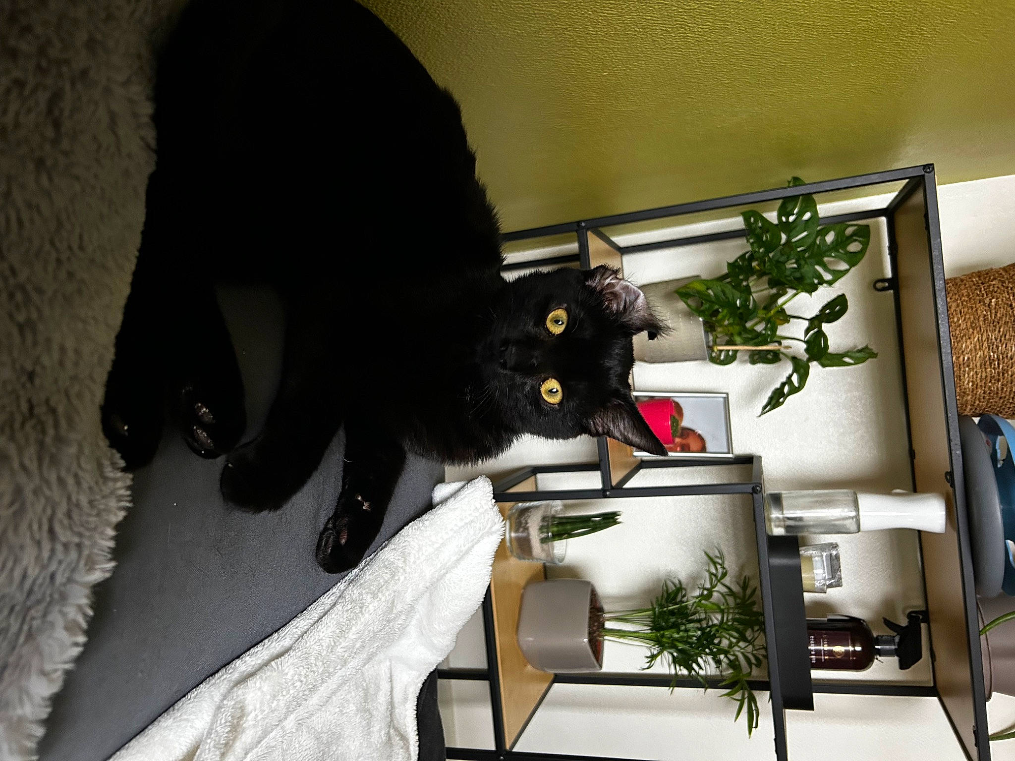 Cosmos participe au concours pour gagner de l'argent avec cette photo : black_cat, bombay, bookcase, carnivore, cat, chair, comfort, domestic_short_haired_cat, felidae, flowerpot, houseplant, plant, room, shelf, shelving, small_to_medium_sized_cats, table, tail, tree, whiskers