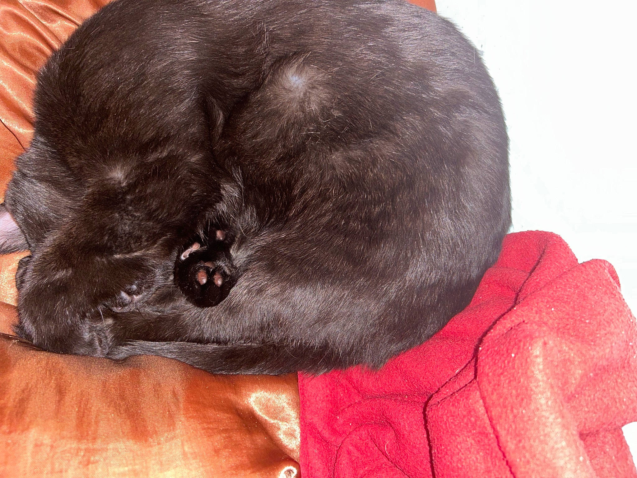 Cosmos participe au concours pour gagner de l'argent avec cette photo : canidae, carnivore, collar, companion_dog, dog, dog_breed, dog_collar, ear, fashion_accessory, fur, head, liver, red, sleeve, snout, sporting_group, terrestrial_animal, whiskers, working_animal