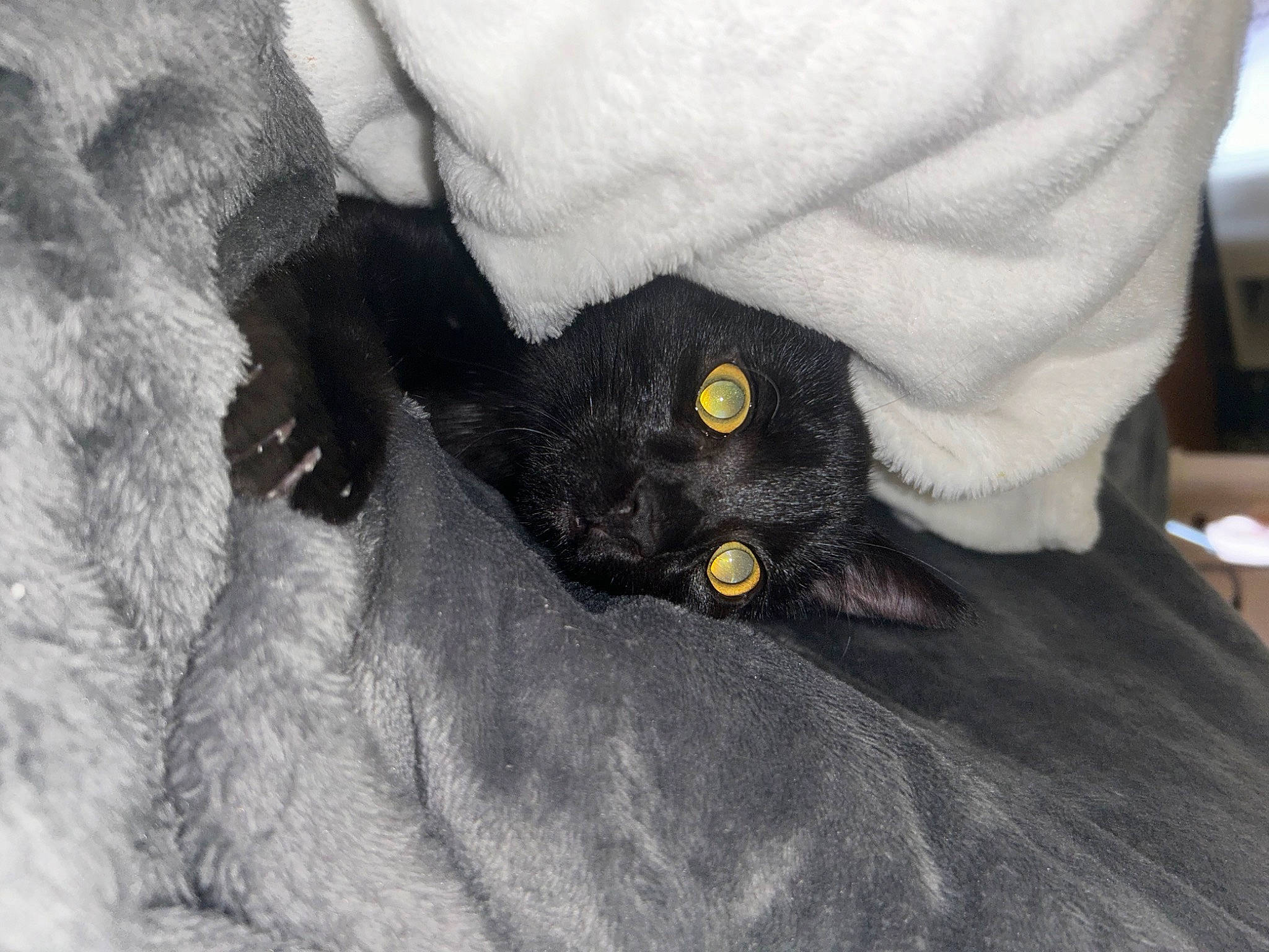 Cosmos participe au concours pour gagner de l'argent avec cette photo : black_cat, bombay, canidae, carnivore, cat, claw, comfort, dog_breed, domestic_short_haired_cat, felidae, fur, gesture, grey, nail, paw, small_to_medium_sized_cats, snout, tail, tree, whiskers