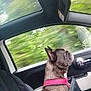 animal, black_dog, blurred_background, canine, car, companion, dog, domestic_animal, french_bulldog, harness, interior, looking_out, pet, road_trip, seat, side_view, transportation, travel, vehicle, window