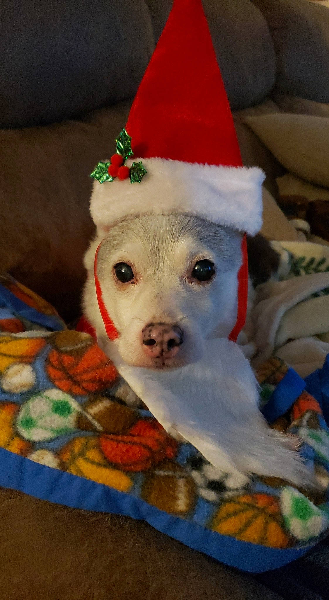 Daisy joined the competition — help win amazing prizes! canidae, carnivore, christmas, christmas_eve, companion_dog, costume_accessory, costume_hat, couch, dessert, dog, dog_breed, dog_supply, fictional_character, home_accessories, linens, party_hat, pet_supply, sporting_group, working_animal, working_dog