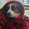 Mollye a rejoint le concours — aidez-le/la à gagner de superbes lots ! bed, blanket, brown_fur, cheek, cozy, dog, eyes, face, fur, hood, indoor, nose, pattern, pet, plaid, portrait, red_blanket, television, white_spot, wrapped