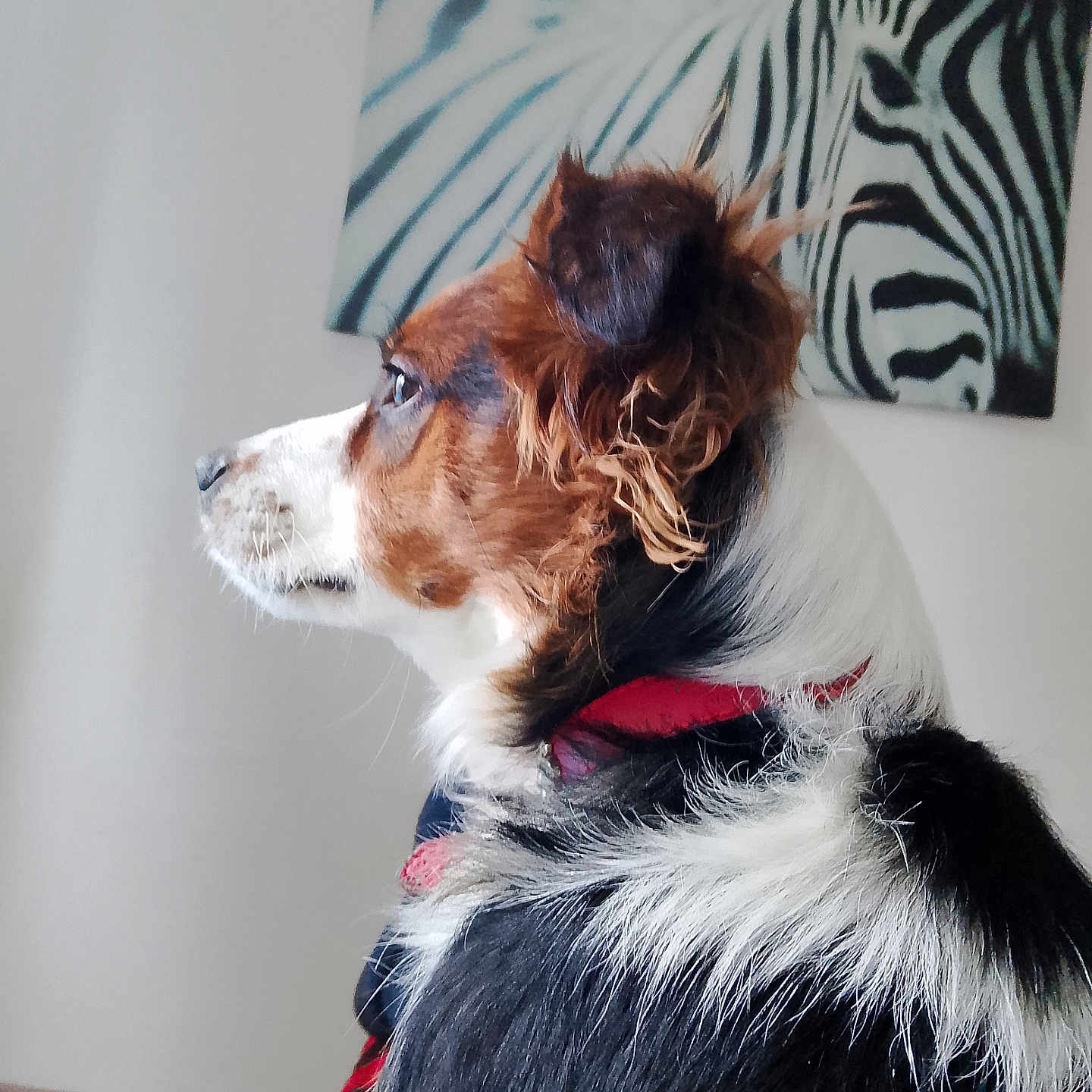 Mollye a rejoint le concours — aidez-le/la à gagner de superbes lots ! attentive, canine, close_up, collar, dog, domestic_animal, ear, fur, indoor, looking_away, muzzle, pet, portrait, side_profile, sitting, tricolor, wall_art, whiskers, white_wall, zebra_painting