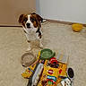 bowl, brush, container, curious_expression, dog, door, feeding_bowl, floor, food_bag, grooming_brush, indoor, kibble, looking_up, pet, pet_food, shoe, small_dog, toy_ball, tricolor_dog, wall