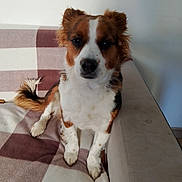 Mollye participe au concours pour gagner de l'argent avec cette photo : animal, blanket, brown_and_white, calm, checkered, companion, couch, dog, domestic, ears, fur, household, indoor, looking, pet, portrait, resting, sitting, small_dog, tail