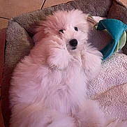 Hina participe au concours pour gagner de l'argent avec cette photo : puppy, dog, fluffy, white, bed, blanket, toy, indoor, tile_floor, pet, cute, lying_down, cozy, fur, small_dog, animal, relaxed, companion, domestic, sleepy