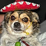 dog, small_dog, sombrero, hat, costume, pet, portrait, close_up, brown_fur, white_fur, black_background, serious_expression, wide_eyes, collar, tags, toy, green_ball, blanket, indoor, funny