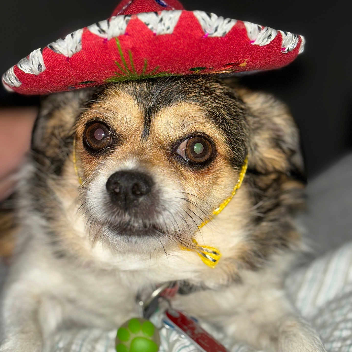 Mini Pearl joined the competition — help win amazing prizes! dog, small_dog, sombrero, hat, costume, pet, portrait, close_up, brown_fur, white_fur, black_background, serious_expression, wide_eyes, collar, tags, toy, green_ball, blanket, indoor, funny