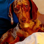 Rita participe au concours pour gagner de l'argent avec cette photo : animal, blanket, brown, close_up, comfort, cute, dachshund, dog, ears, eyes, fur, human, indoor, nose, pet, portrait, resting, shirt, speckled, white