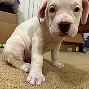 Casper is registered to the contest to win money with this photo: puppy, dog, white_dog, indoor, carpet, pet, young_dog, cute, close-up, animal, curious, sitting, nose, paw, fur, domestic_animal, young, face, eyes, home