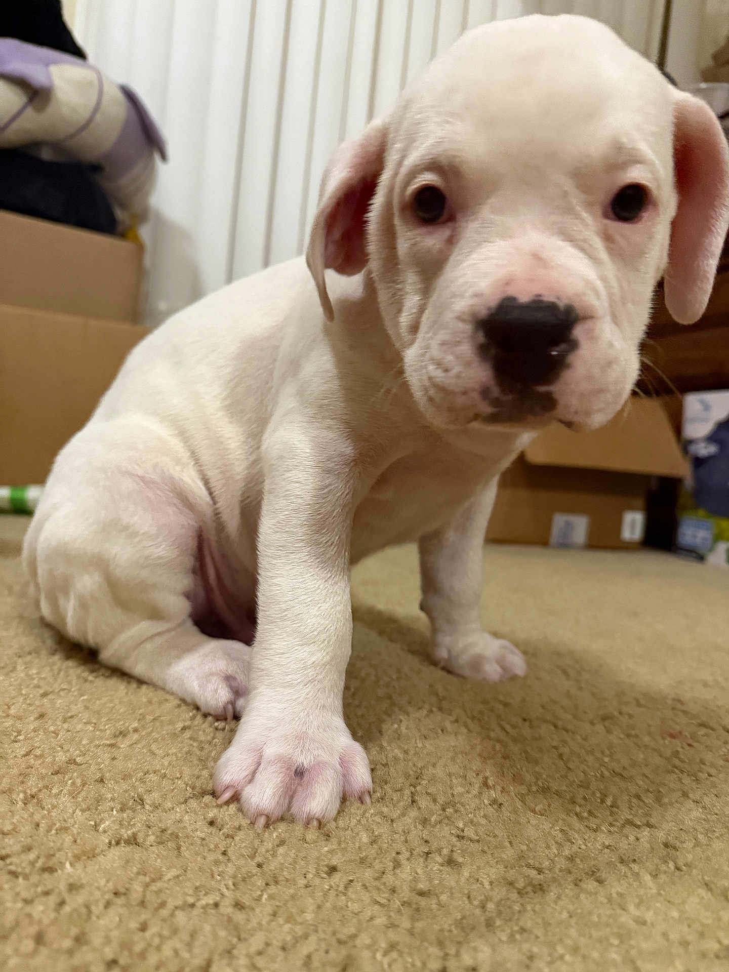 Casper is registered to the contest to win money with this photo: puppy, dog, white_dog, indoor, carpet, pet, young_dog, cute, close-up, animal, curious, sitting, nose, paw, fur, domestic_animal, young, face, eyes, home