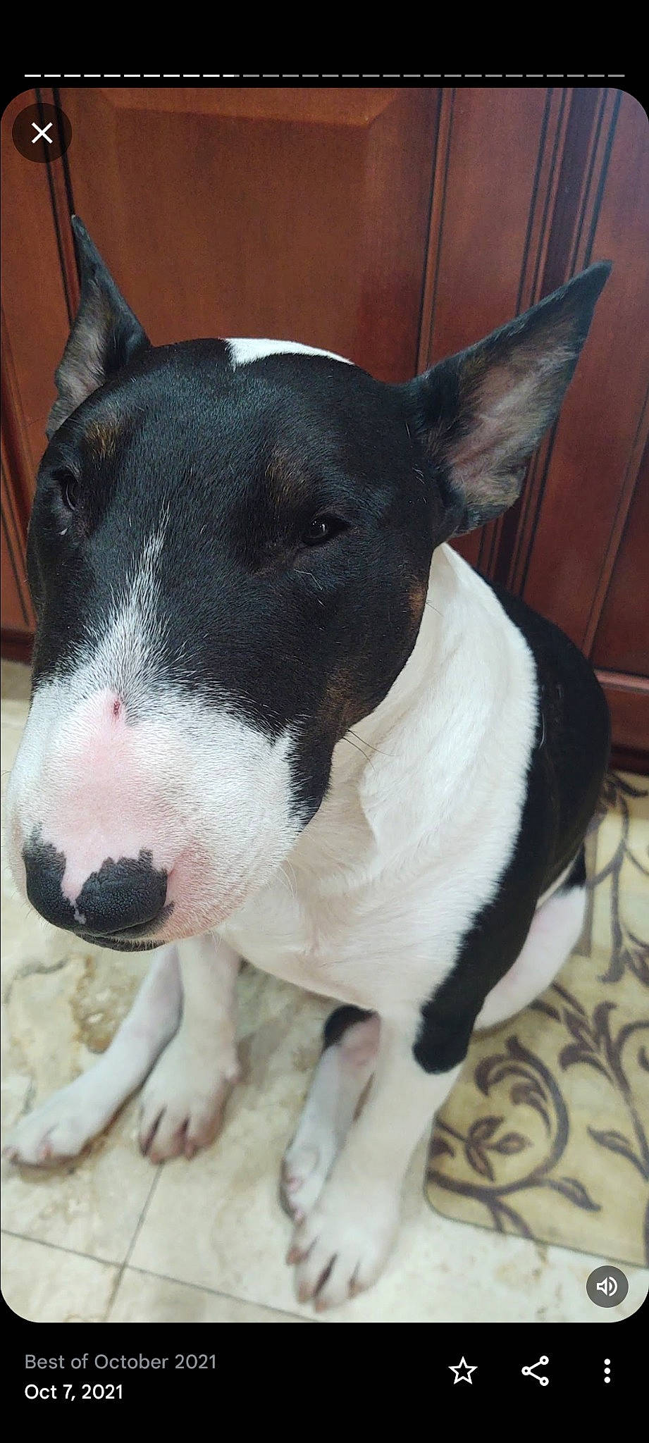 Bud joined the competition — help win amazing prizes! bull_terrier, bull_terrier_miniature, carnivore, collar, companion_dog, dog, dog_breed, non_sporting_group, old_english_terrier, pet_supply, snout, sporting_group, terrestrial_animal, working_animal