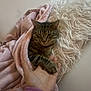 cat, tabby_cat, blanket, hand, human_hand, furry_pillow, indoor, cozy, resting, sleepy, pet, animal, soft_texture, comfort, friendship, touch, close_up, warmth, relaxation, couch