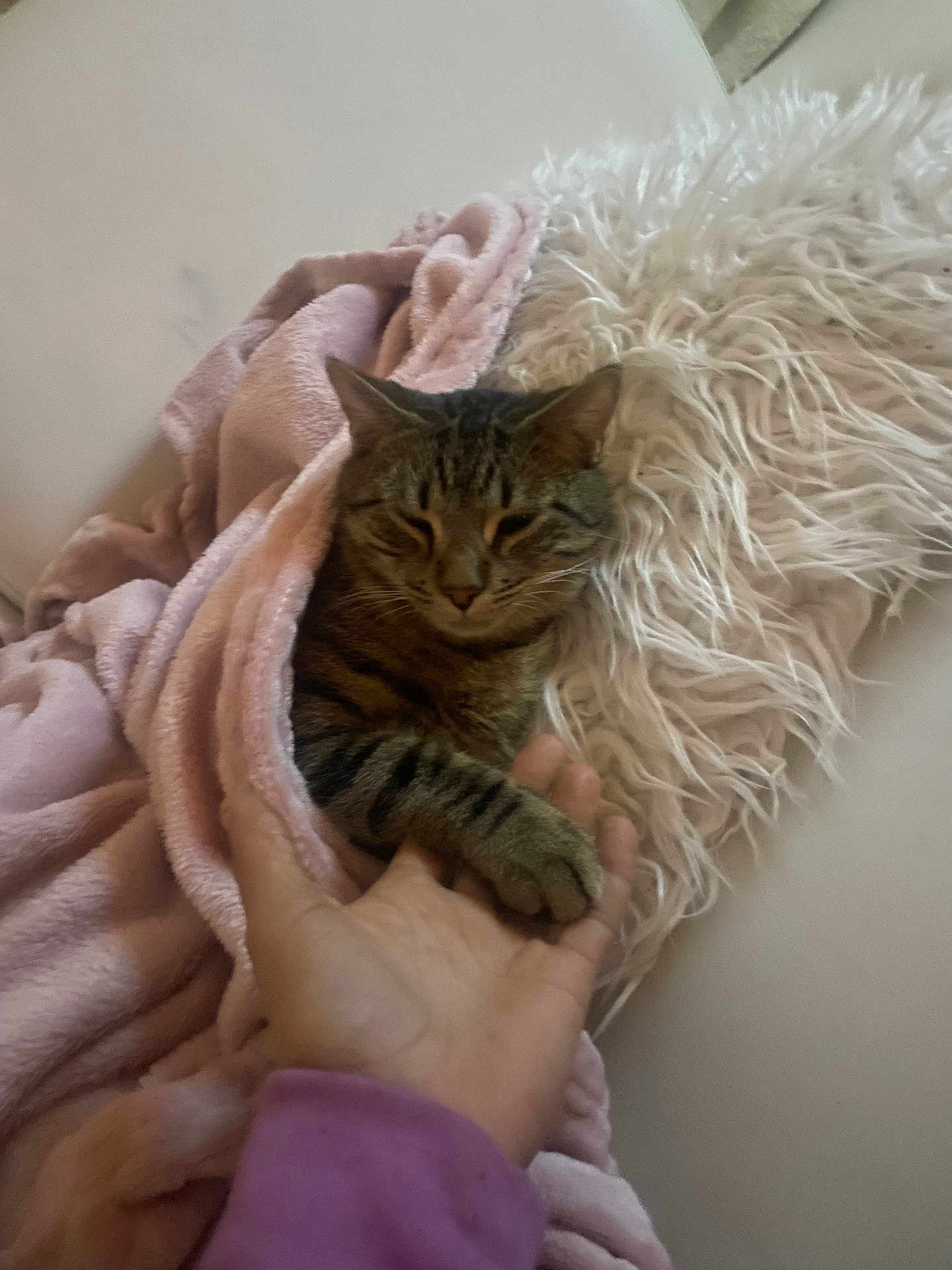 Minou participe au concours pour gagner de l'argent avec cette photo : cat, tabby_cat, blanket, hand, human_hand, furry_pillow, indoor, cozy, resting, sleepy, pet, animal, soft_texture, comfort, friendship, touch, close_up, warmth, relaxation, couch