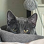 Fripouille participe au concours pour gagner de l'argent avec cette photo : cat, gray_cat, peeking, eyes, ears, blanket, textured_blanket, indoor, furniture, close_up, pet, curious, cozy, soft_light, focused_gaze, whiskers, head, resting, home, cute