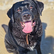 Olaf a rejoint le concours — aidez-le/la à gagner de superbes lots ! dog, black_dog, tongue_out, happy, pet, animal, beach, sand, wet_fur, collar, close_up, outdoor, sunlight, canine, portrait, sitting, friendly, summer, nature, playful