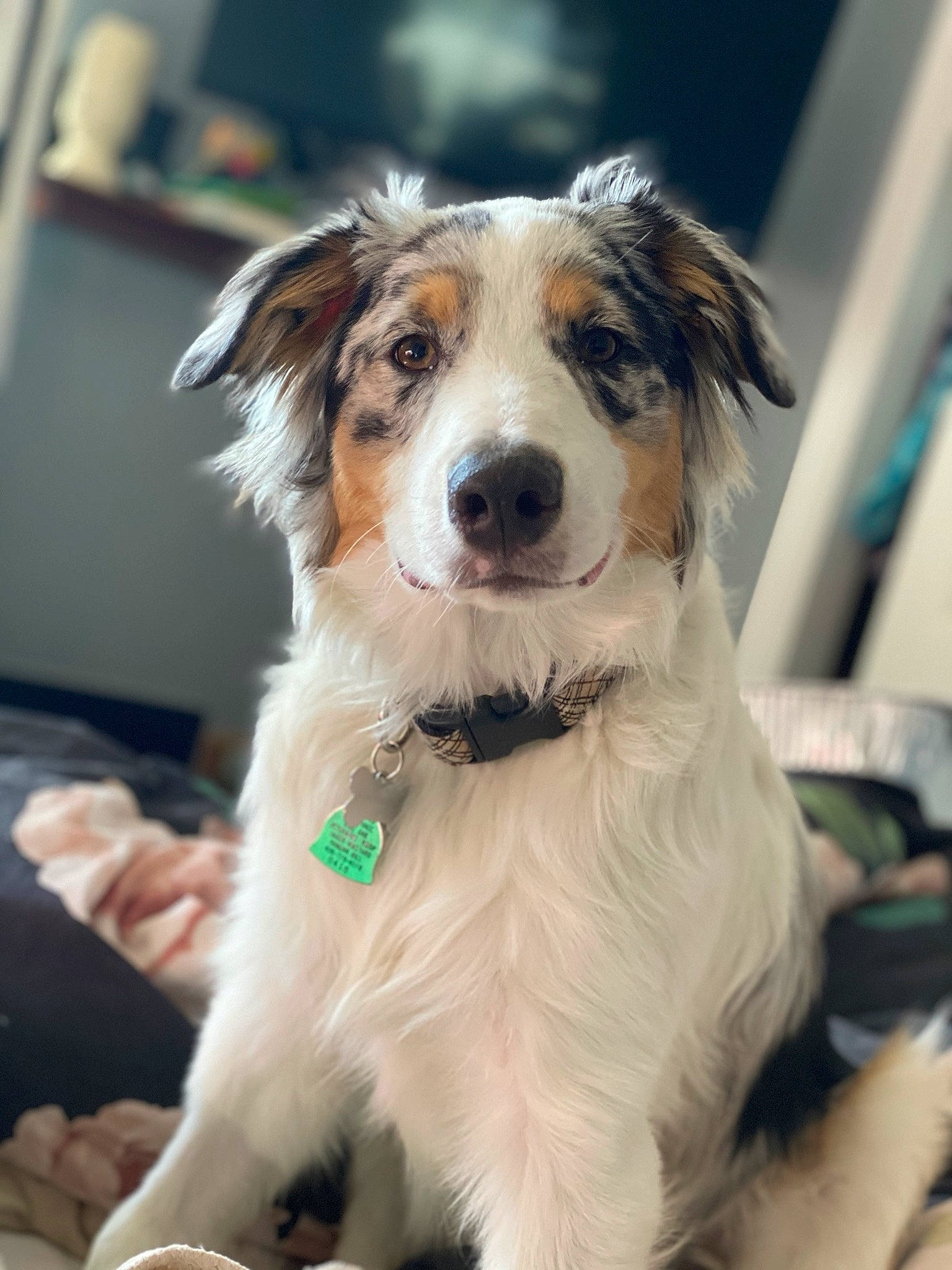 Chesney joined the competition — help win amazing prizes! australian_collie, australian_shepherd, basque_shepherd_dog, border_collie, canidae, carnivore, companion_dog, dog, dog_breed, mammal, miniature_australian_shepherd, puppy, rare_breed_dog, snout, sporting_group, vertebrate, welsh_sheepdog, whiskers, working_dog