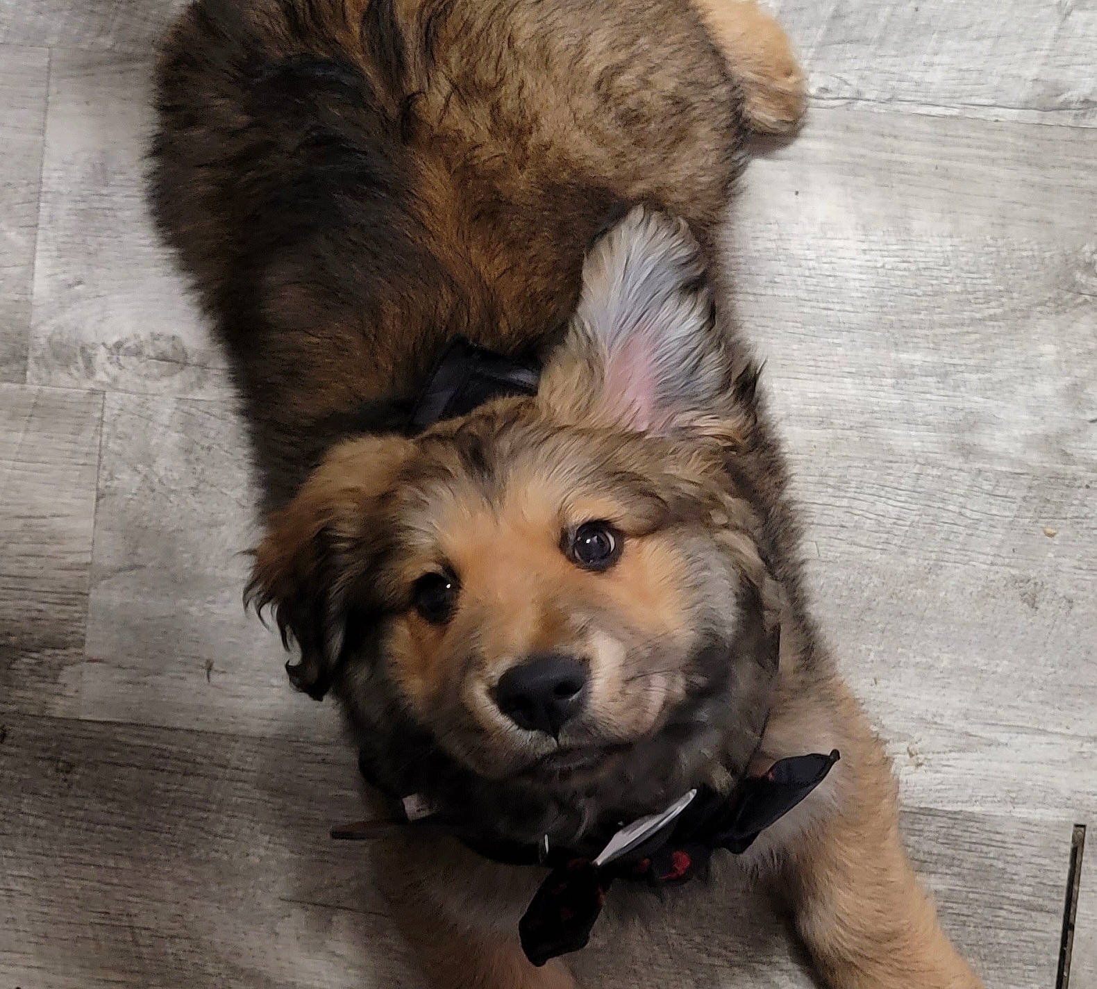 Kona is registered to the contest to win money with this photo: canidae, carnivore, companion_dog, dog, dog_breed, fawn, flooring, fur, hardwood, liver, paw, retriever, snout, sporting_group, street_dog, terrestrial_animal, terrier, whiskers, wood, working_animal