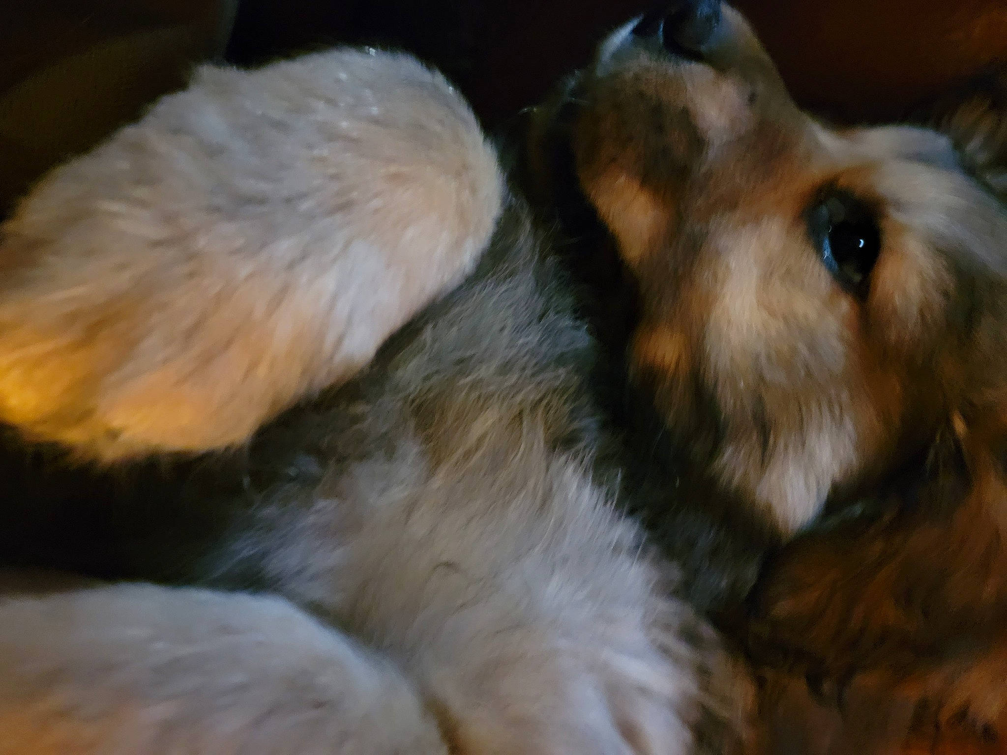 Kona is registered to the contest to win money with this photo: canidae, carnivore, close_up, companion_dog, dog, dog_breed, ear, fawn, fur, liver, puppy, snout, sporting_group, terrestrial_animal, terrier, toy_dog, whiskers, working_animal, working_dog