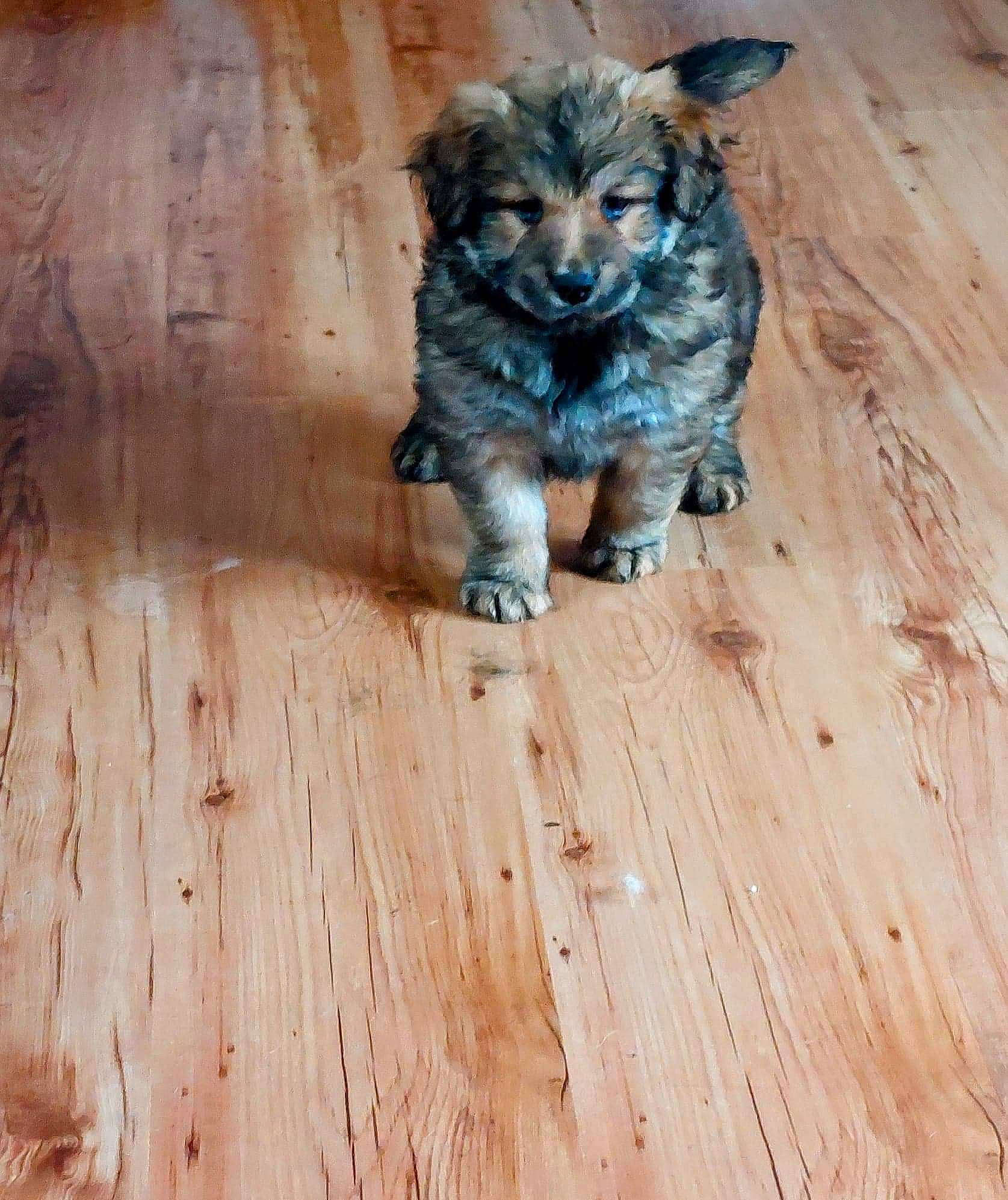 Kona joined the competition — help win amazing prizes! carnivore, companion_dog, dog, dog_breed, fawn, felidae, floor, flooring, foot, hardwood, plank, small_to_medium_sized_cats, snout, sporting_group, tail, terrestrial_animal, varnish, whiskers, wood, wood_stain