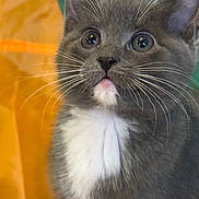 Cashew joined the competition — help win amazing prizes! animal, big_eyes, cat, close_up, cute, fabric_background, face, fur, gray_cat, green, indoor, kitten, mammal, orange, pet, play_tent, portrait, whiskers, white_chest, young