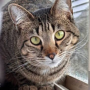 Kumi Moo is registered to the contest to win money with this photo: cat, close_up, cozy, curious, ears, fur, gaze, green_eyes, home, indoor, natural_light, paws, pet, pet_photography, portrait, stripes, tabby_cat, whiskers, window, windowsill