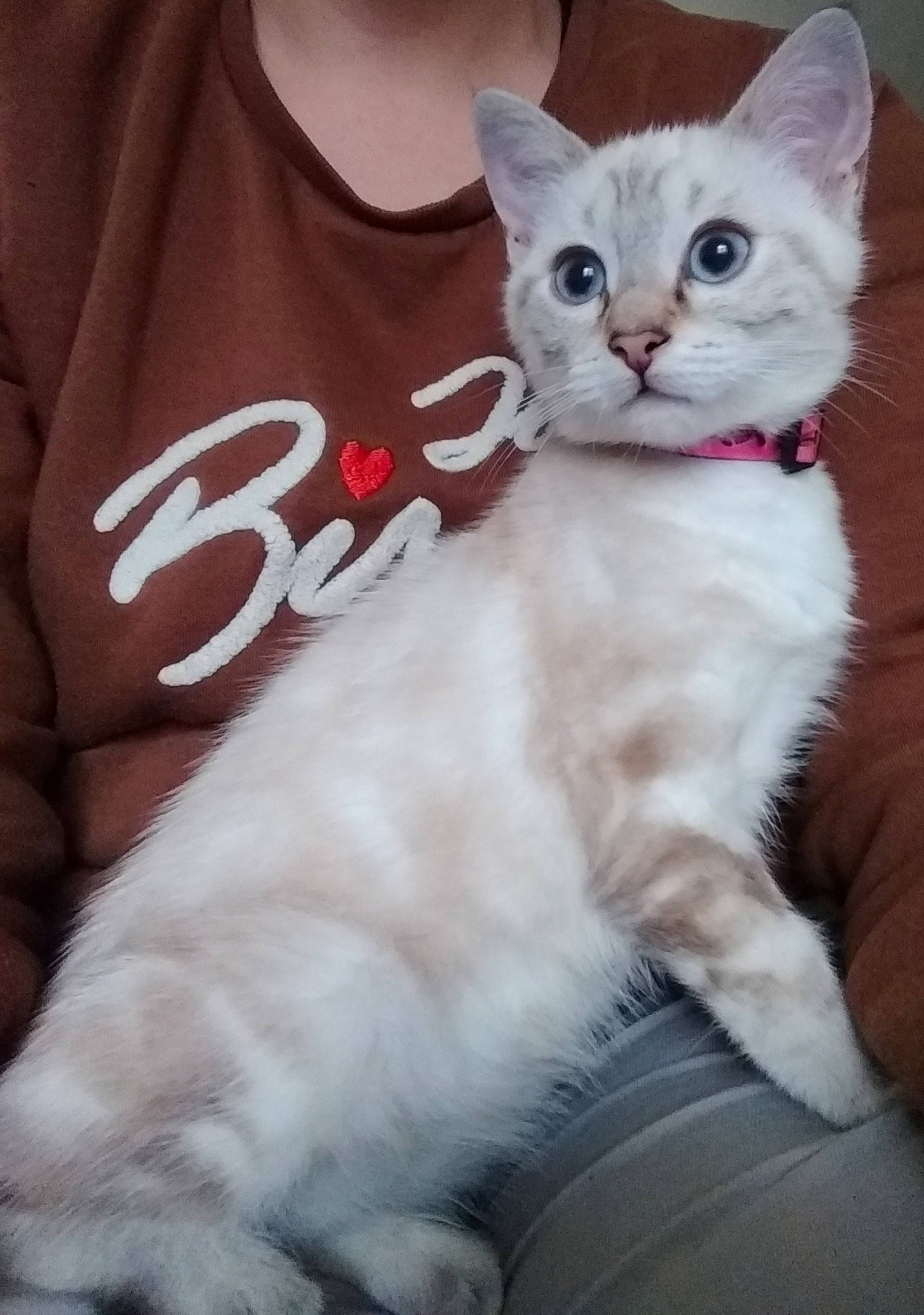 Nala participe au concours pour gagner de l'argent avec cette photo : asian, asian_semi_longhair, british_longhair, british_semi_longhair, burmilla, carnivore, cat, fawn, felidae, fur, khao_manee, kitten, mammal, napoleon_cat, ragdoll, small_to_medium_sized_cats, turkish_angora, turkish_van, vertebrate, whiskers