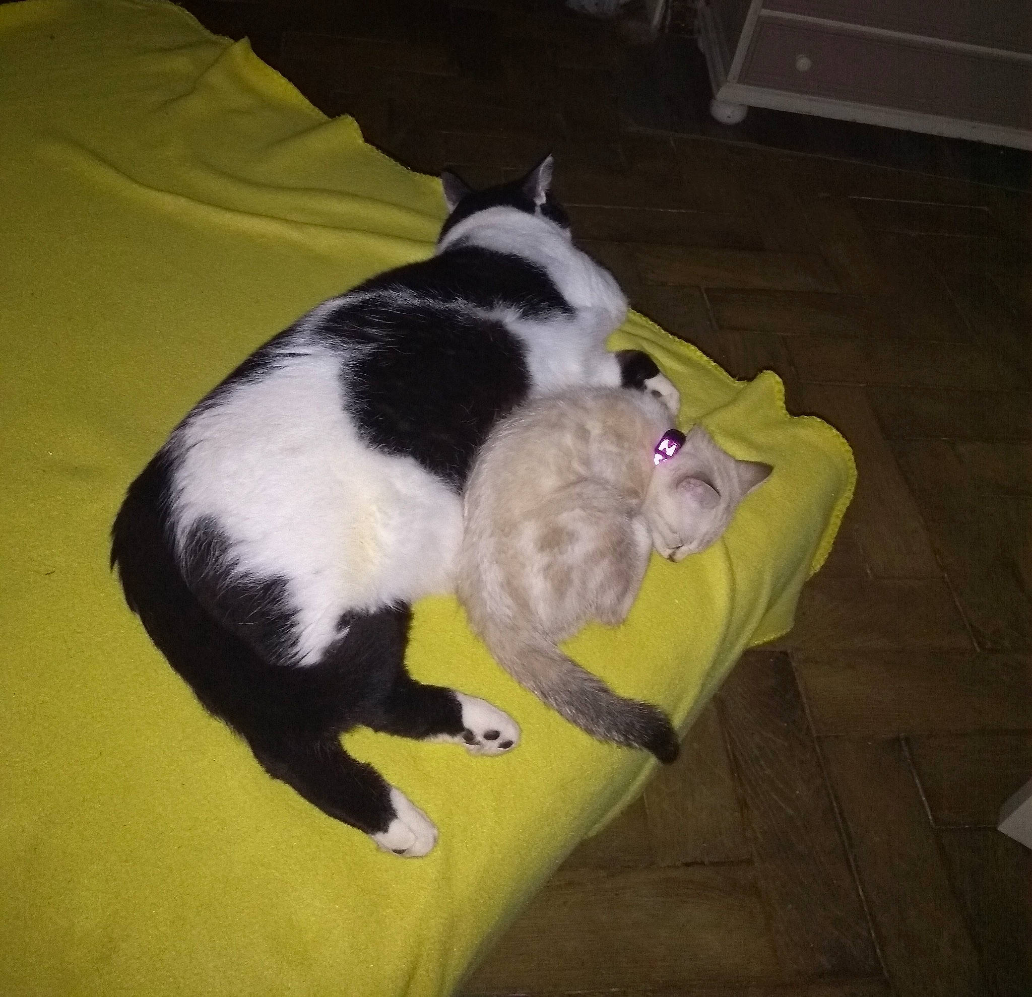 Nala a rejoint le concours — aidez-le/la à gagner de superbes lots ! canidae, carnivore, cat, dog_breed, felidae, small_to_medium_sized_cats, sporting_group, tail, whiskers