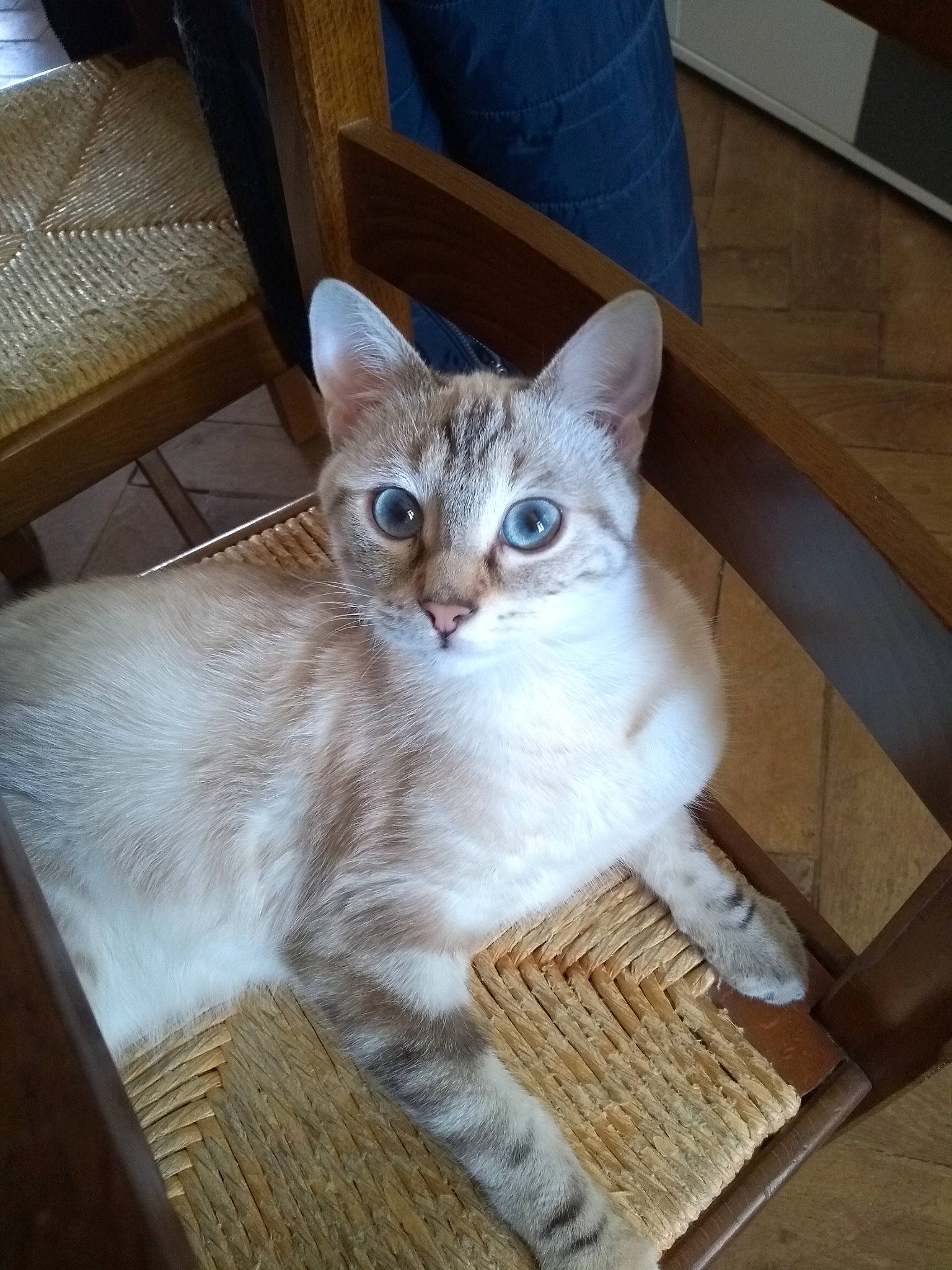 Nala participe au concours pour gagner de l'argent avec cette photo : aegean_cat, american_wirehair, arabian_mau, asian, australian_mist, burmilla, carnivore, cat, domestic_short_haired_cat, european_shorthair, fawn, felidae, kitten, mammal, ojos_azules, singapura, small_to_medium_sized_cats, vertebrate, whiskers