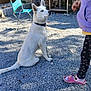dog, white_dog, blue_eyes, sitting, gravel, person, purple_clothing, slippers, leggings, outdoor, stone_wall, grill, chair, casual_clothing, collar, sunlight, shadow, back_view, rustic, pet