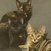 Trio a rejoint le concours — aidez-le/la à gagner de superbes lots ! cat, cats, feline, animal, pet, tabby_cat, black_cat, tortoiseshell_cat, fur, whiskers, ears, eyes, sitting, lying_down, indoor, cozy, curious, group, three, portrait