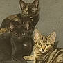 cat, cats, feline, animal, pet, tabby_cat, black_cat, tortoiseshell_cat, fur, whiskers, ears, eyes, sitting, lying_down, indoor, cozy, curious, group, three, portrait