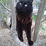 Demon a rejoint le concours — aidez-le/la à gagner de superbes lots ! cat, black_cat, tree, branch, outdoor, garden, animal, fur, curious, pet, nature, plant, greenery, walking, mammal, eyes, whiskers, claws, young, closeup