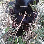 Demon participe au concours pour gagner de l'argent avec cette photo : black_cat, cat, animal, outdoor, plants, greenery, twigs, nature, eyes, close_up, wildlife, pet, feline, camouflage, bushes, curious, mammal, fur, whiskers, stalking