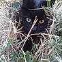 black_cat, cat, animal, outdoor, plants, greenery, twigs, nature, eyes, close_up, wildlife, pet, feline, camouflage, bushes, curious, mammal, fur, whiskers, stalking