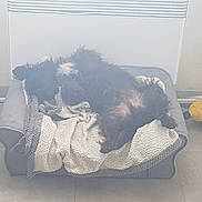 Jack participe au concours pour gagner de l'argent avec cette photo : bag, canidae, carnivore, chair, comfort, companion_dog, dog_breed, felidae, flooring, fur, grey, luggage_and_bags, room, shadow, small_to_medium_sized_cats, sporting_group, tail, tints_and_shades, visual_arts, whiskers