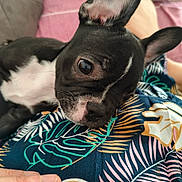 Huguette participe au concours pour gagner de l'argent avec cette photo : dog, puppy, black_and_white, bat_ears, close_up, pet, animal, lying_down, relaxed, sleepy, wide_eyes, short_hair, snout, nose, whiskers, bedding, blanket, colorful, bedroom, human_hand