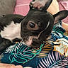dog, puppy, black_and_white, bat_ears, close_up, pet, animal, lying_down, relaxed, sleepy, wide_eyes, short_hair, snout, nose, whiskers, bedding, blanket, colorful, bedroom, human_hand