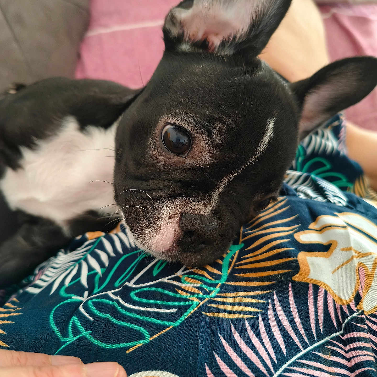 Huguette participe au concours pour gagner de l'argent avec cette photo : dog, puppy, black_and_white, bat_ears, close_up, pet, animal, lying_down, relaxed, sleepy, wide_eyes, short_hair, snout, nose, whiskers, bedding, blanket, colorful, bedroom, human_hand