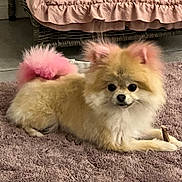 Toot joined the competition — help win amazing prizes! dog, pomeranian, pink_tail, pink_ears, fluffy, small_dog, pet, indoor, rug, plush_rug, wicker_furniture, cozy, cute, animal, companion, resting, stick, fur, home, relaxed