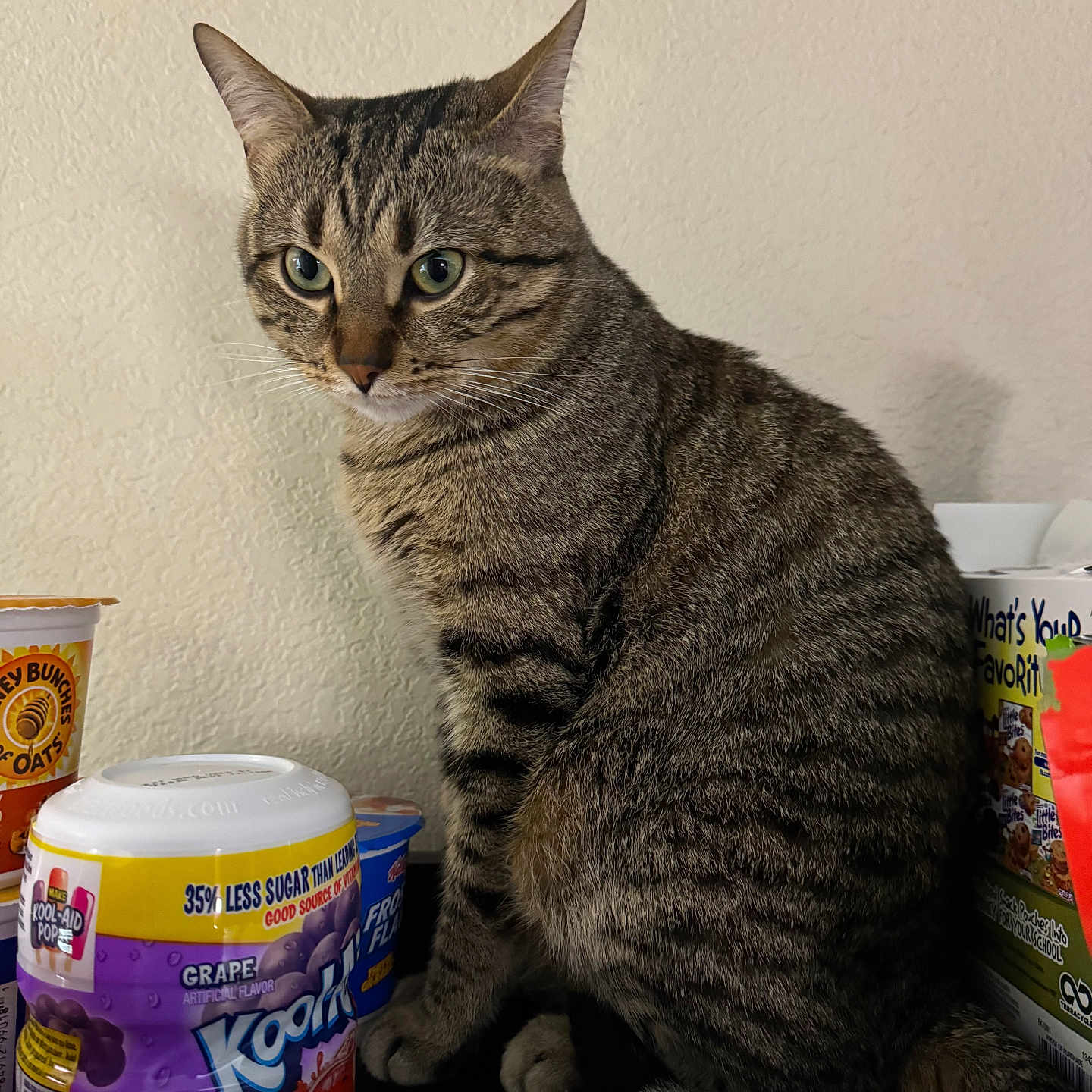 Thor is registered to the contest to win money with this photo: abyssinian, alcohol, aluminium, animal, beer, beverage, can, cannedgoods, cat, coffee, coffeecup, coke, cup, food, kitten, manx, pet, shelf, soda, tin