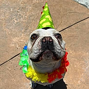 Geo joined the competition — help win amazing prizes! dog, party_hat, rainbow_lei, outdoor, sunlight, stone_patio, white_flowers, pet, celebration, cute, animal, looking_up, colorful, festive, canine, summer, portrait, adorable, happy, holiday