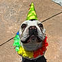 dog, party_hat, rainbow_lei, outdoor, sunlight, stone_patio, white_flowers, pet, celebration, cute, animal, looking_up, colorful, festive, canine, summer, portrait, adorable, happy, holiday
