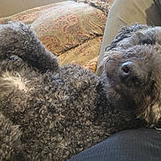 Maggie Mae joined the competition — help win amazing prizes! canine, closeup, clothing, comfort, companion, couch, curly_fur, dog, fabric, furry, human, indoor, lying_down, pattern, pet, pillow, relaxed, resting, sleepy, snuggling