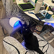 Freddy joined the competition — help win amazing prizes! black_cat, cat, pet, animal, feline, sitting, lounging, portrait, green_eyes, whiskers, long_tail, chair, patterned_fabric, table, clutter, tablet, water_bottle, mug, nail_lamp, indoor