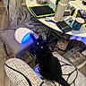 black_cat, cat, pet, animal, feline, sitting, lounging, portrait, green_eyes, whiskers, long_tail, chair, patterned_fabric, table, clutter, tablet, water_bottle, mug, nail_lamp, indoor